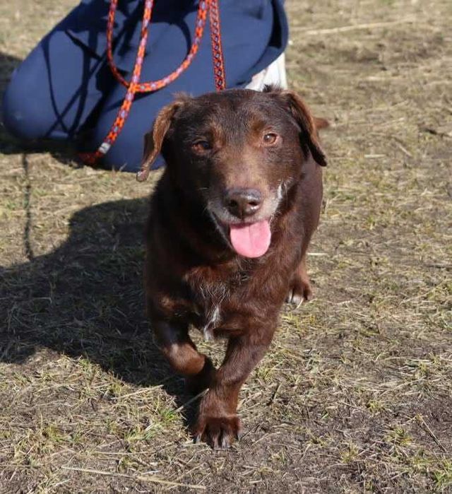 pies idealny czeka na dom