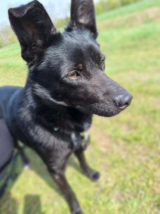 Lśniący jak kamień szybki jak błyskawica -Onyx do adopcji