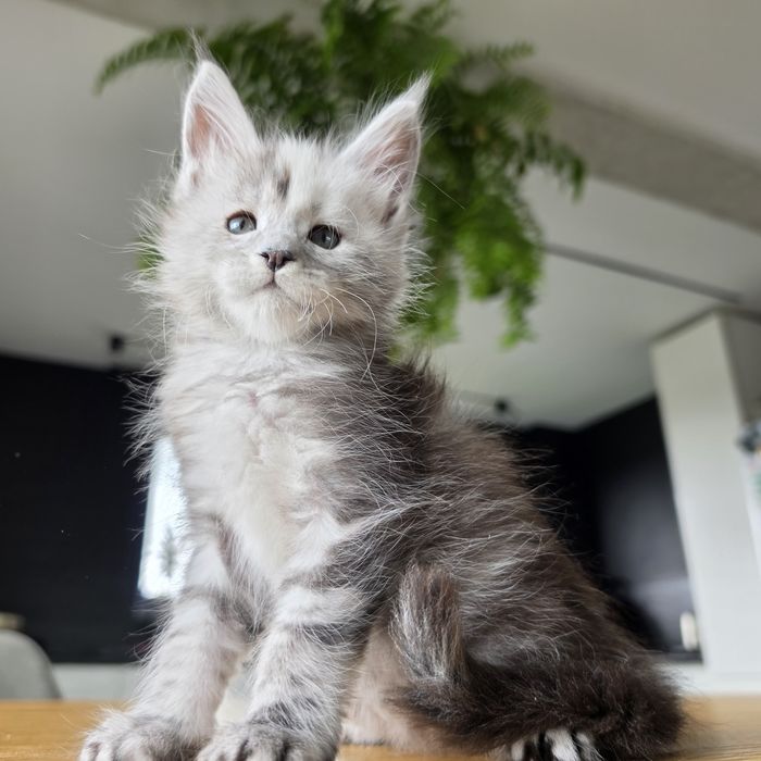 Kocurek Maine coon rodowód fpl