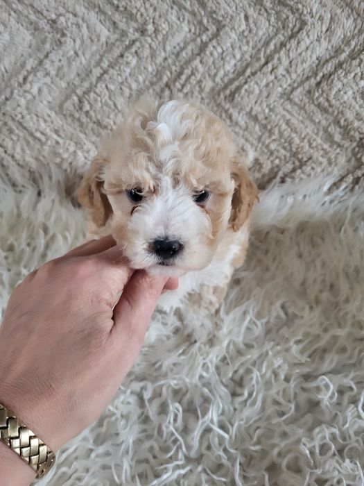 Śliczny piesek Maltipoo