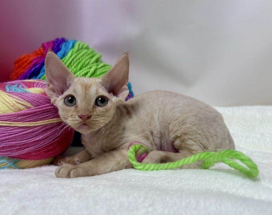 Słodki rudy kocurek devon rex, kot devon rex, FPL, FIFE