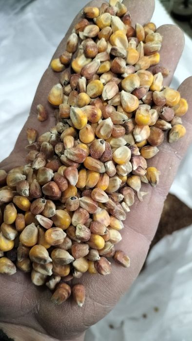 Sprzedam mieszankę kukurydzy czerwonej i żółtej, drobna, dla gołębi