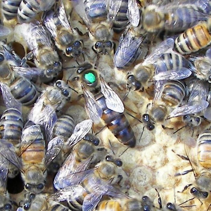 Карніка Troisek 1075 бджоломатки, матка,плідні