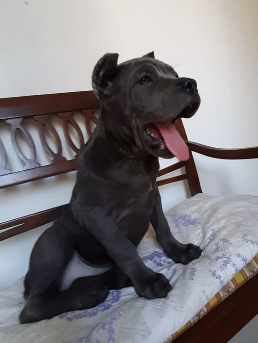 купірувана дівчинка кане корсо