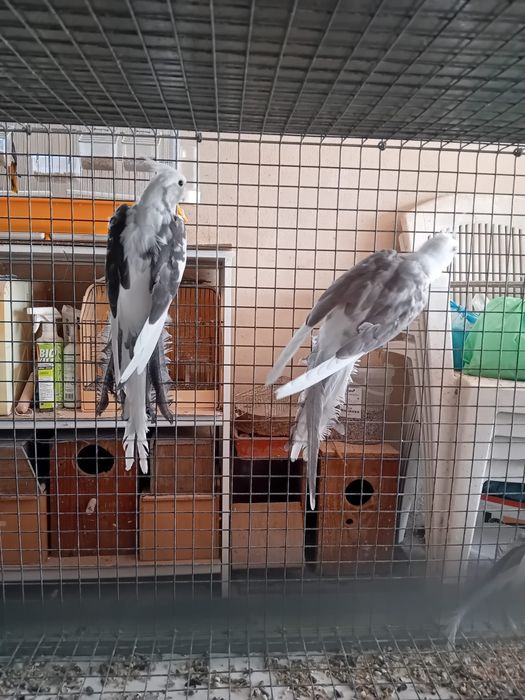 Vendo várias caturras