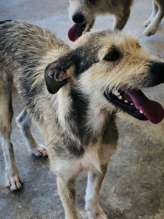 Tom - cão jovem para adoção