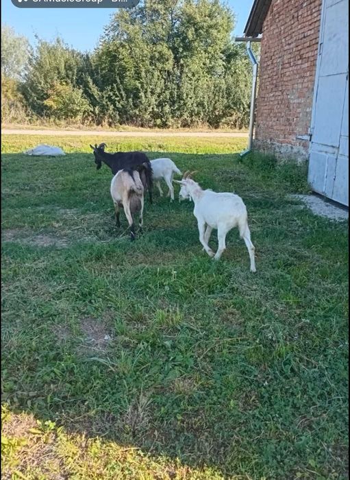 Продам кіз дійні