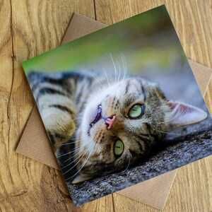 Sessão de fotografia + álbum profissional de animais de estimação