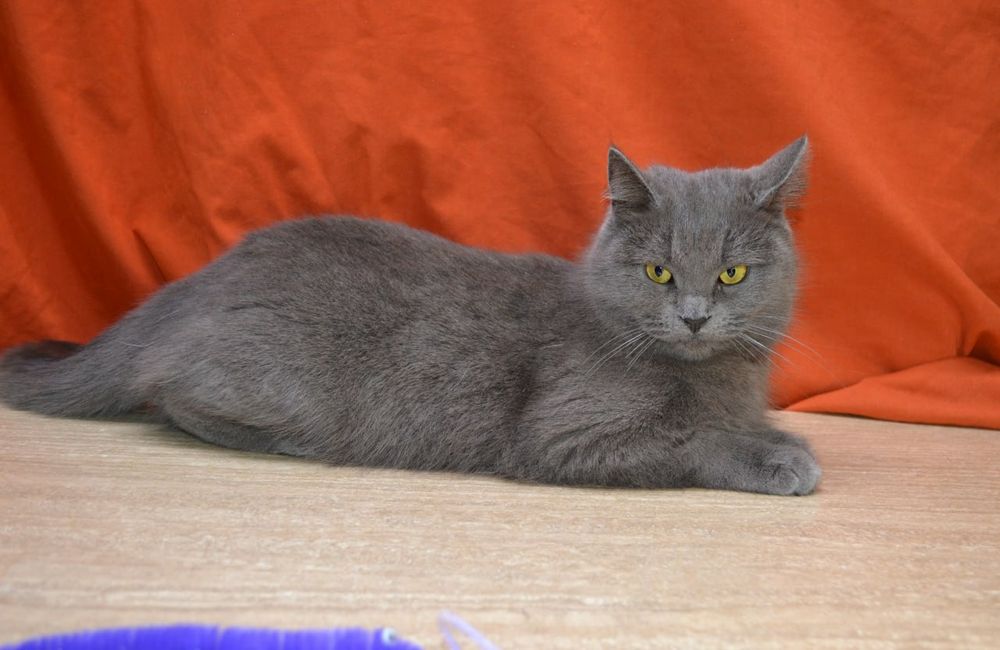 Красуня шукає свою сім'ю.