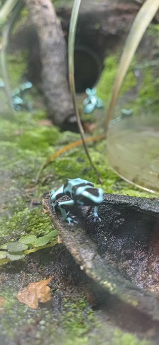 Dart frogs, dendrobates auratus