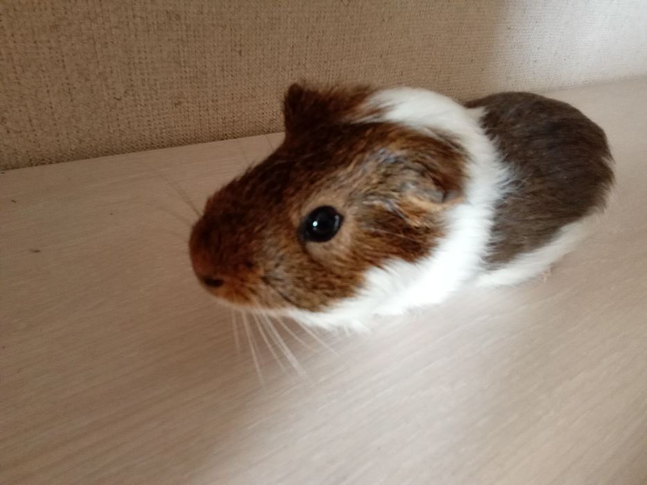 Продам морську свинку разом з кліткою