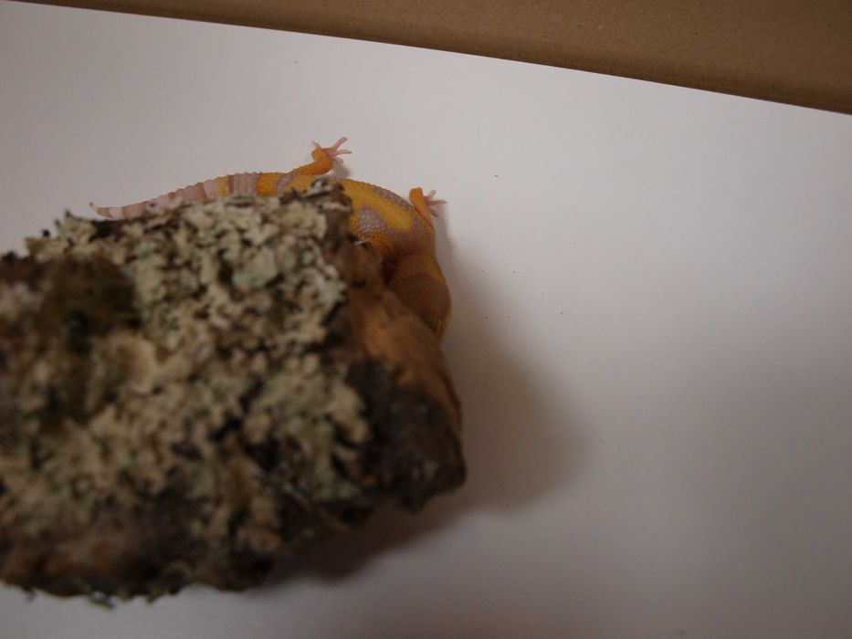 Gekon Lamparci młode