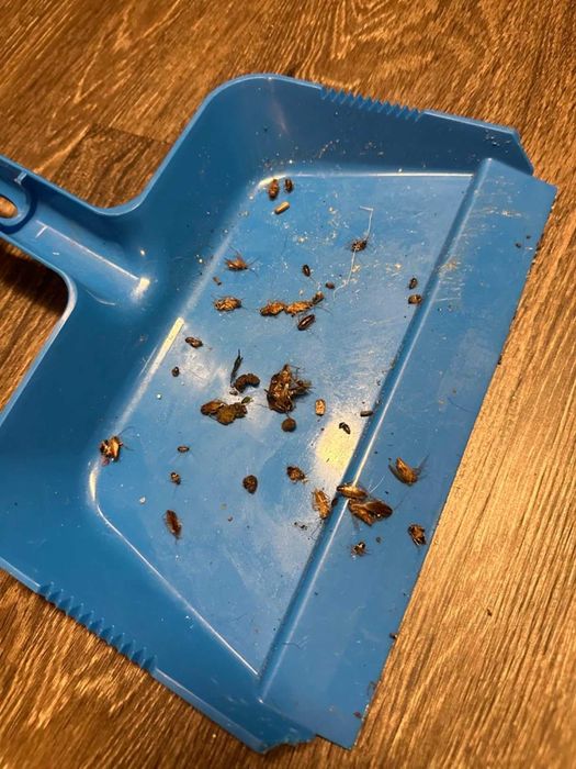 Advion Cockroach Gel гель от тараканов яд Адвион отрава ОРИГИНАЛ США