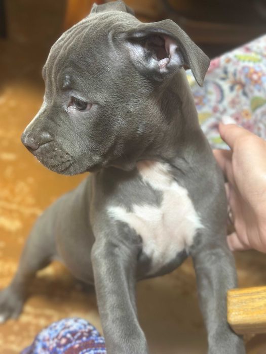 Дівчинка красуня АСТ американського стаффордширського тер'єра блакитна