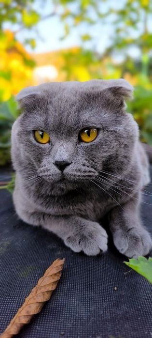 В'язка. Котик шукає кішечку