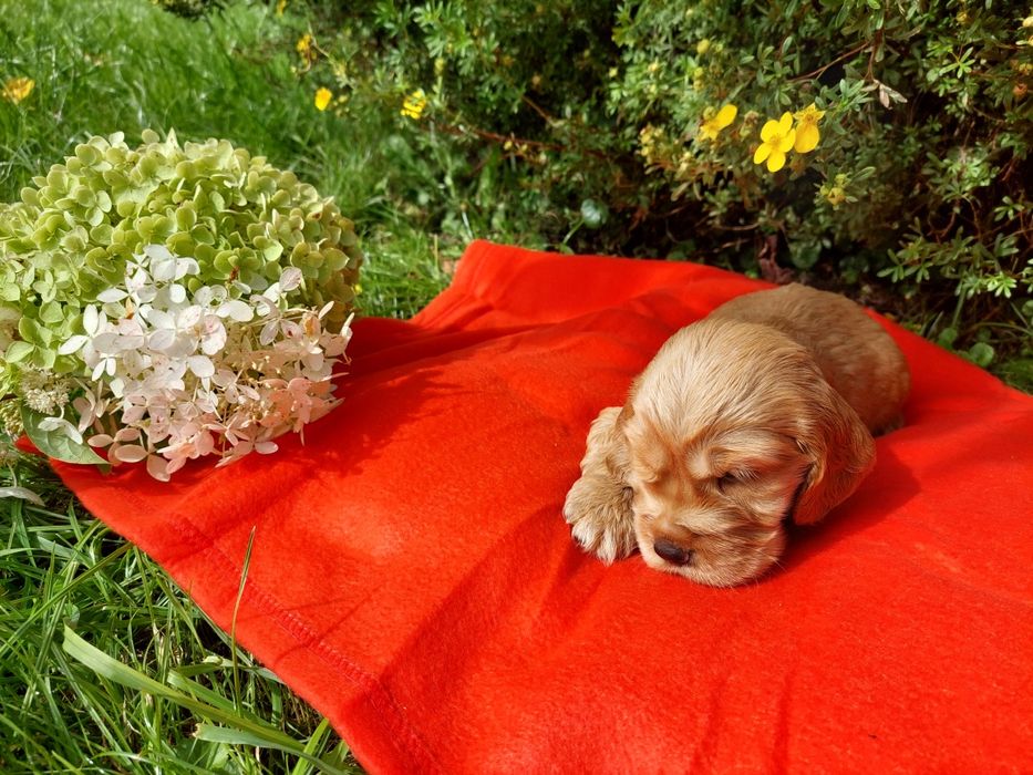Cocker Spaniel Angielski Szczenię