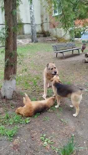 щенки девочки ищут дом