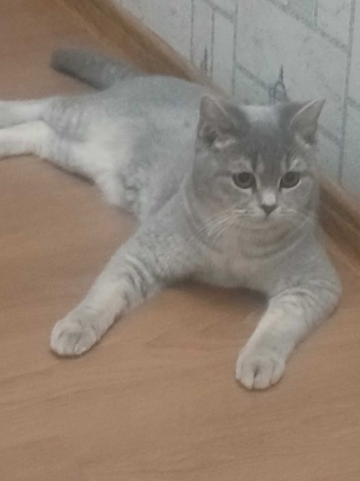 Британский прямоухий мальчик