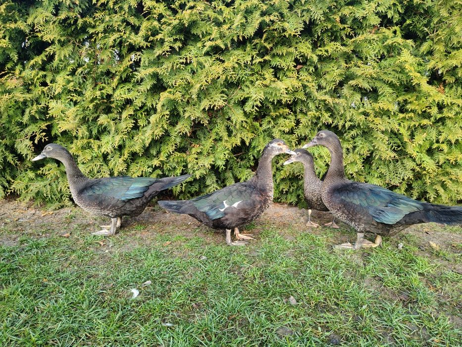 Kaczki, kaczory piżmowe/ francuskie