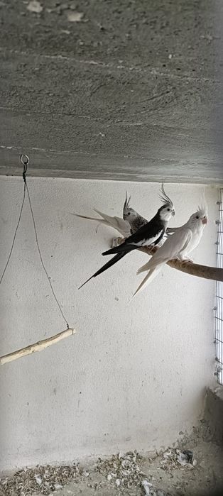 Periquitos e outras aves.