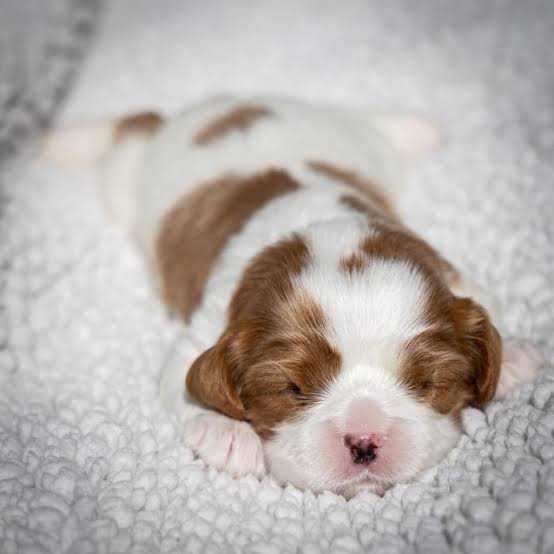 Cavalier King Carles Spaniel blenhein piesek