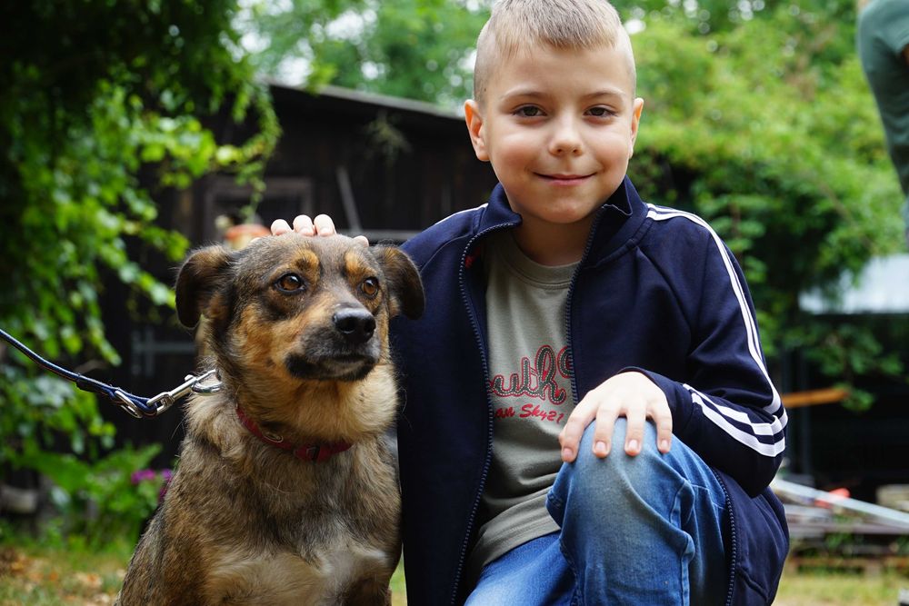 Szczerbi - niewielki pies szuka domu