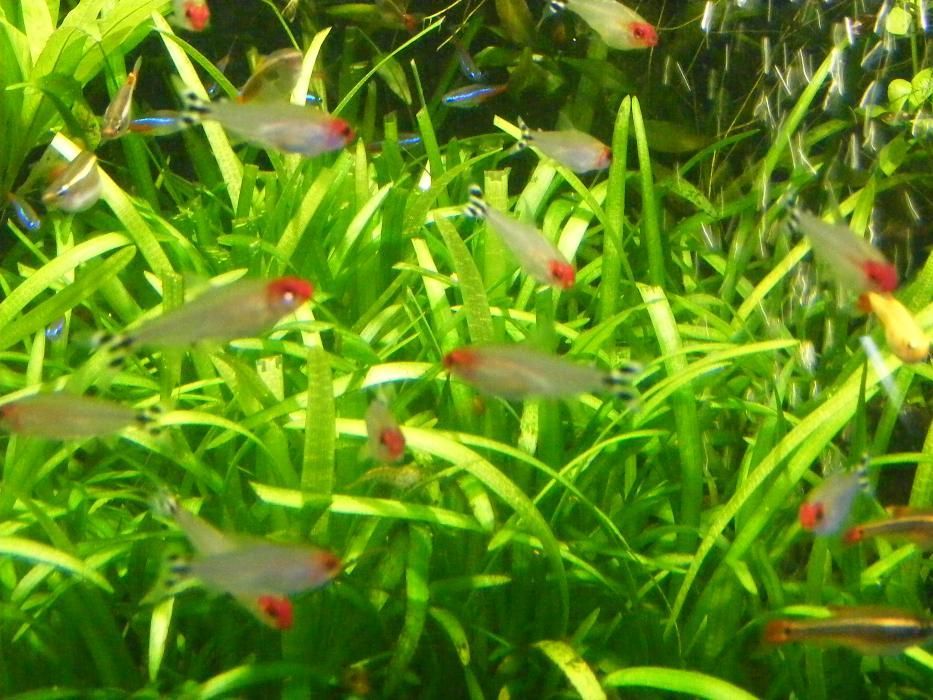 GB Rodostomus, Zwinnik Blehera | Pakiet 1 - 19 szt.