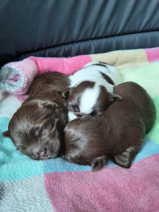 Hawańczyk śliczne rodowodowe szczeniaczki