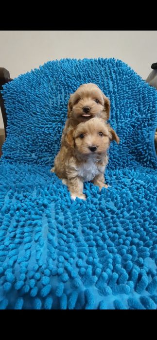 Хлопчик та дiвчинка мальтiпу