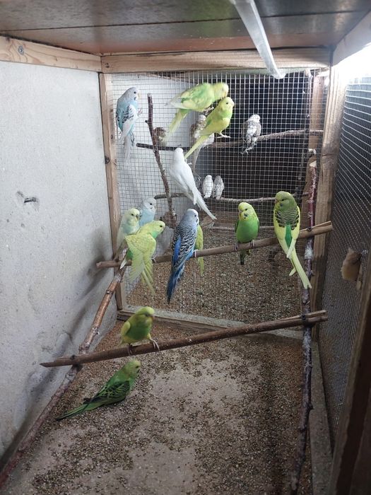 Sprzedam papugi faliste