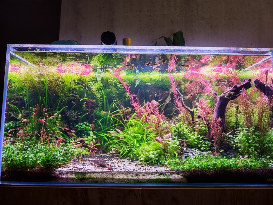 Guppies / endler