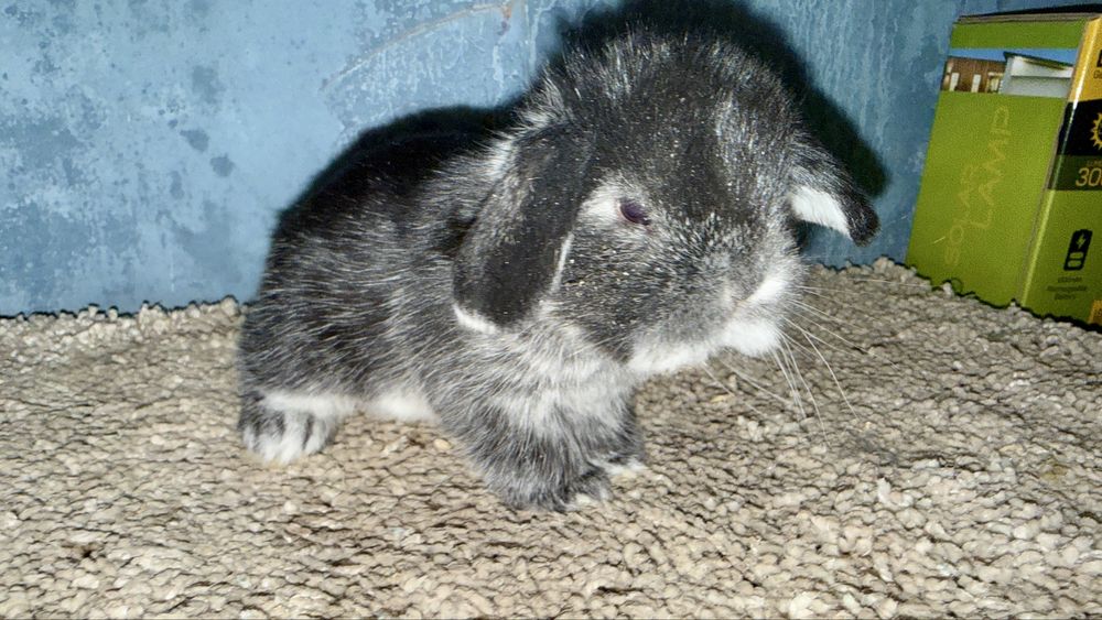 Mini Lop Królik Miniaturowy Mini Lopy