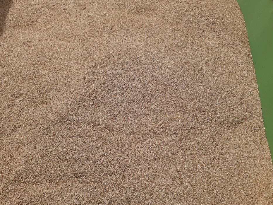 Owies bezłuskowy nagi