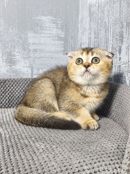 Дівчинка висловуха золота шиншила кошенята котята котики