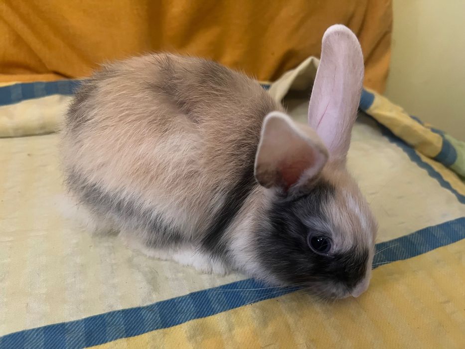 Декоративні кролики