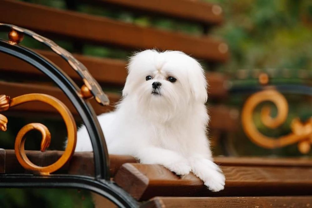 Профессиональный питомник предлагает