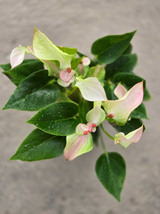 Антурiуми укорiненнi, шикарнi!