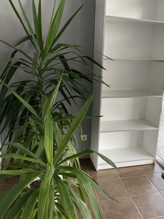 Пальма Юка 6 штук