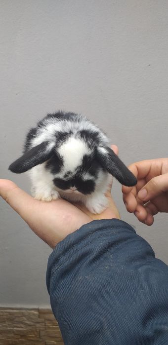 Kit Coelhinhos anões mini lop belier/orelhudos puros