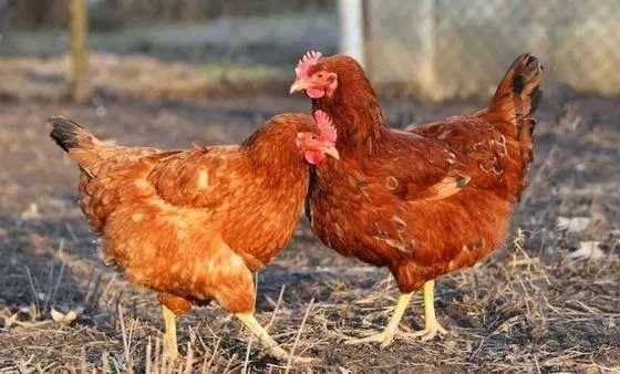 Kurki Brojlery Zdrowe Odchowane