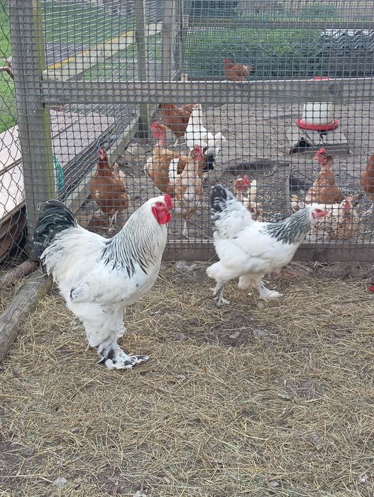Brahmy gronostajowe