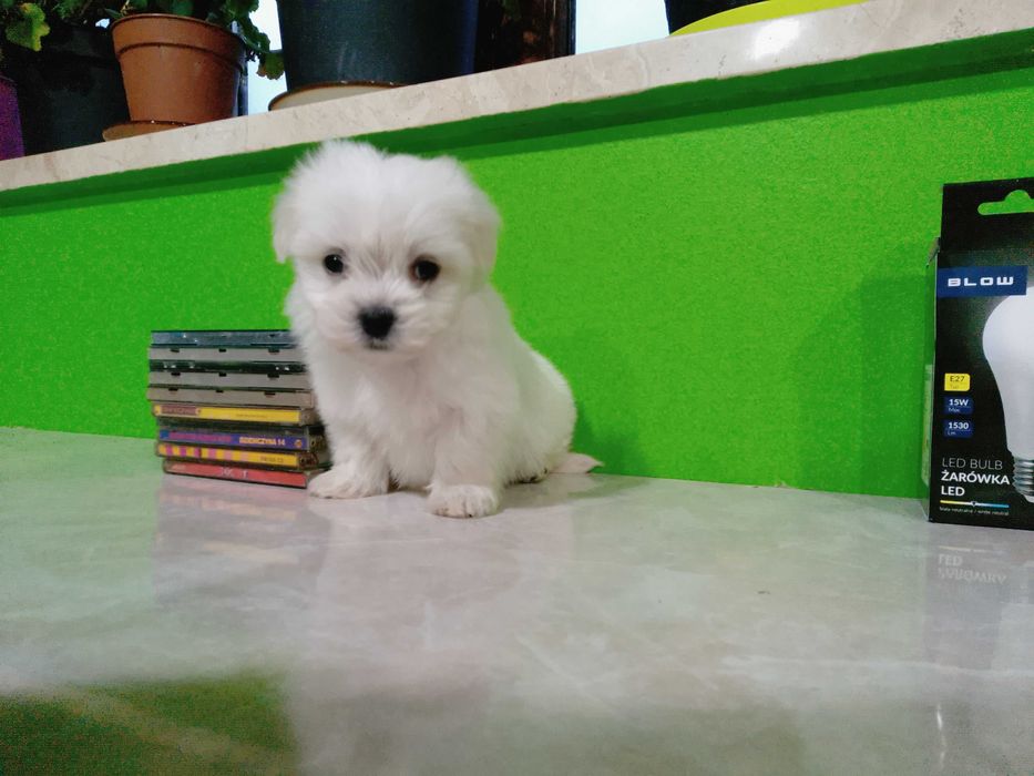 Maltańczyk szczeniaczek suczka.