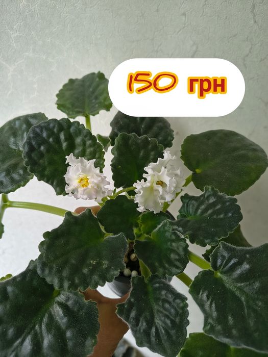 Квітучі сортові фіалки