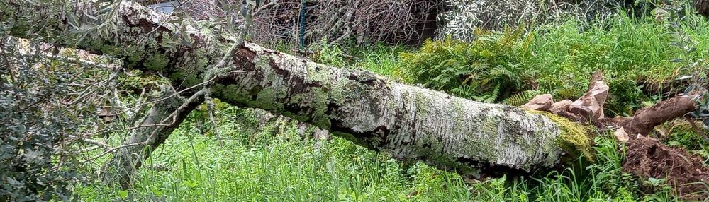 Madeira de Cerejeira . Cherry wood.