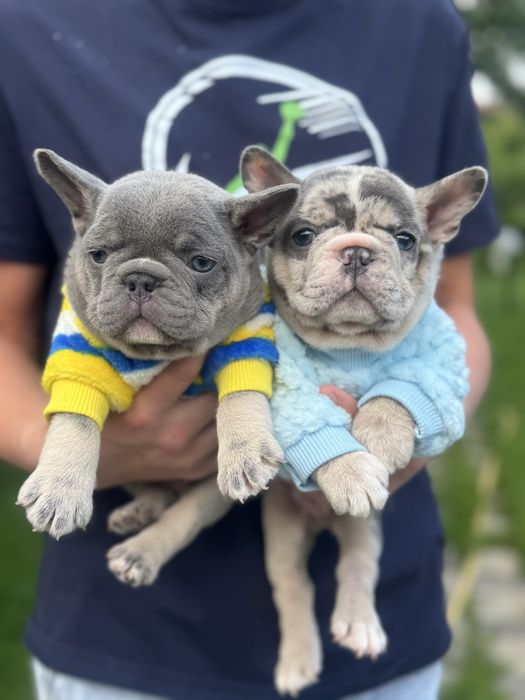 Цуценята в яких не можливо не закохатись!Офіційний розплідник