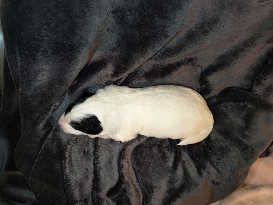 Border collie || szczeniaki — pies || Kosair Spirit