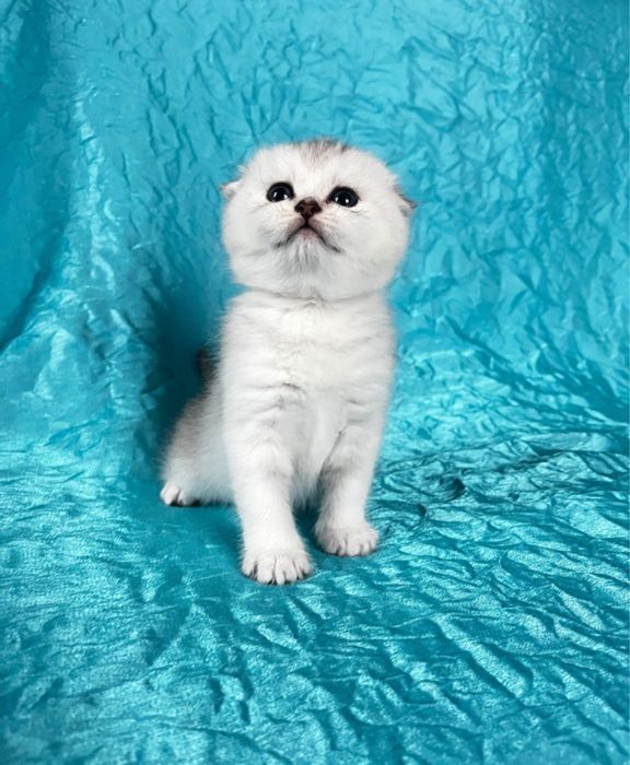 Кішечка породи срібна шиншила