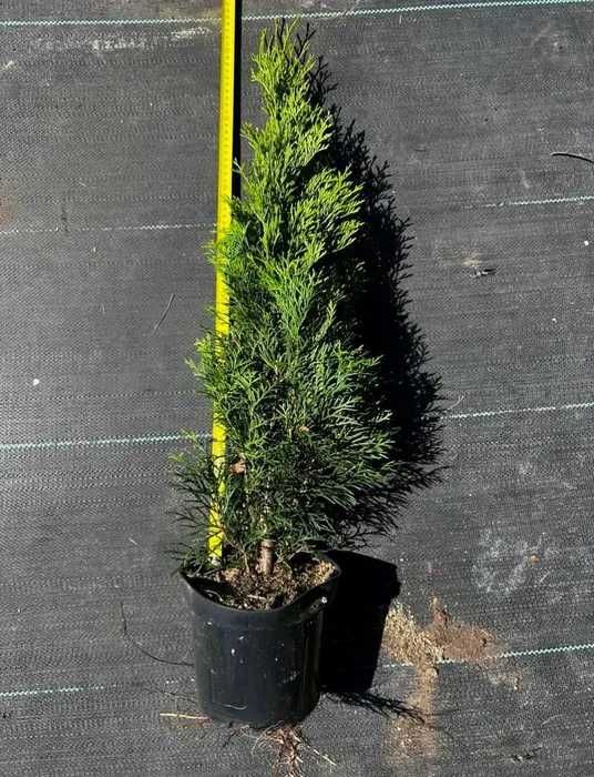 Tuja Szmaragd, żywopłot, piękne sadzonki TANIO, Doniczka