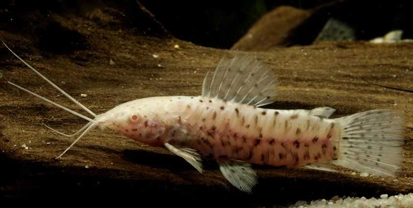 GB Kiryśnik Czarnoplamy Albinos - dowóz ryb!