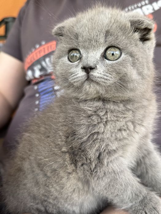 Продам британського котика
